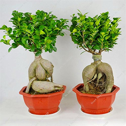 Exótico Bonsái Banyan Tree Oficina Semilla Semilla turística Ficus Ginseng, Perenne Ficus Microcarpa El florecimiento de Tasa de 95% de 10 PC