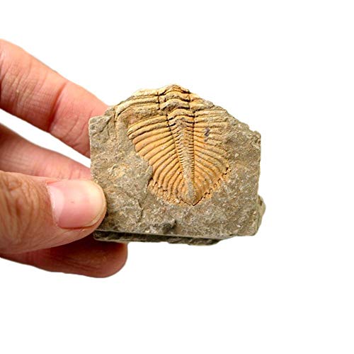 Fossil de cola de trilobita 100% natural, fósil antiguo, colección de especímenes de enseñanza