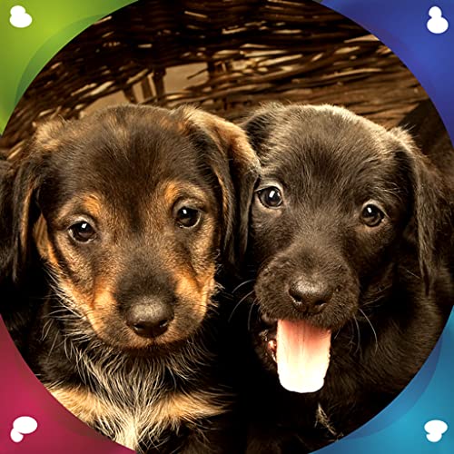 Imágenes de Puppies Live Imágenes de Puppies Live