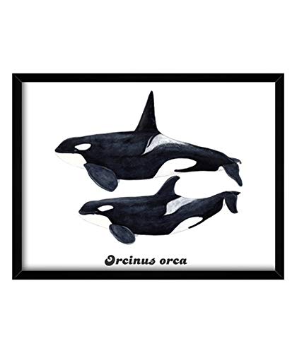 latostadora - Cuadro Orca Duo orcinus Orca Cuadro con Marco Negro Horizontal 4:3 (80 x 60 cm)