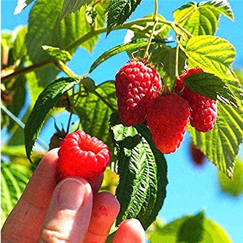 TOMASA Seedhouse-100 Piezas Rare Raspberry Seeds Blackberry Semillas Semillas de Fruta Perenne Bonsai Hardy Semillas para Plantas de Jardín