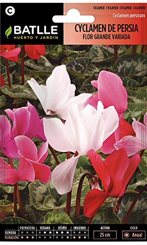 Semillas de Flores - Cyclamen de Persia flor grande variado - Batlle