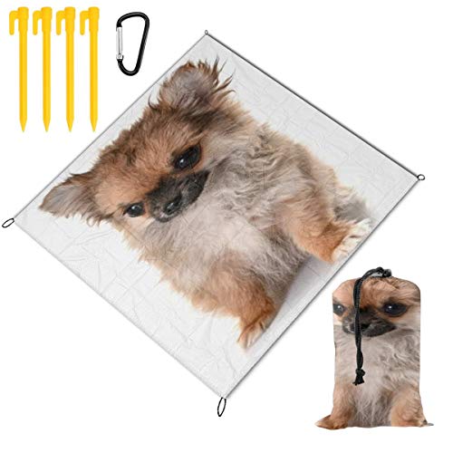 HARXISE Alfombras de Playa,Cachorro Perro Aislado Cachorro Chihuahua Animales Pura Raza Mascota,Manta de Picnic Impermeable para la Playa Acampar Picnic y Otra Actividad al Aire Libre HARXISE Alfombras de Playa,Cachorro Perro Aislado Cachorro Chihuahua Animales Pura Raza Mascota,Manta de Picnic Impermeable para la Playa Acampar Picnic y Otra Actividad al Aire Libre