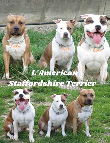 L'American Staffordshire Terrier (French Edition)