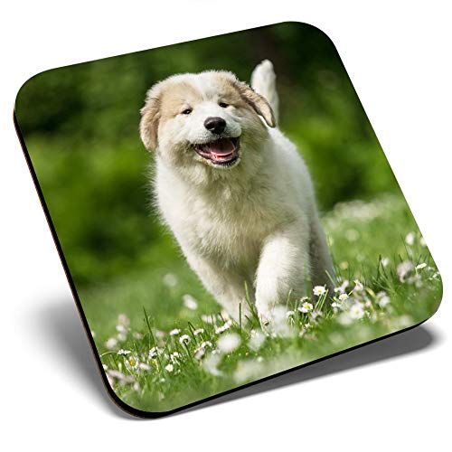 Posavasos cuadrado con diseño de perro de montaña Pirineos | Posavasos de calidad brillante | Protección de mesa para cualquier tipo de mesa #3591