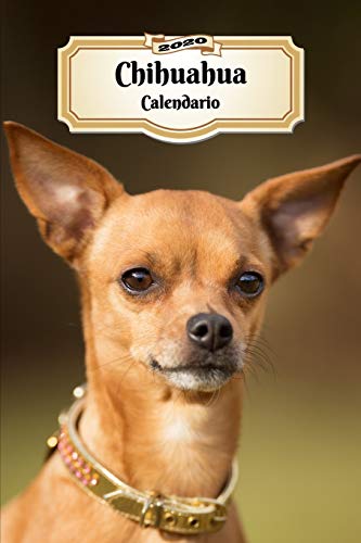 2020 Chihuahua Calendario: 107 Páginas | Tamaño A5 | Planificador Semanal | 12 Meses | 1 Semana en 2 Páginas | Agenda Semana Vista | Tapa Blanda | Perro