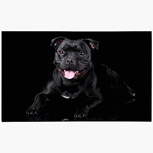 Felpudo Felpudo Hermoso perro inglés Mascota Staffordshire Estudio Young Bull Terrier Uno en animales de raza pura Fauna silvestre Lavable Alfombras antideslizantes Baño Cocina Decoración Área Alfombr