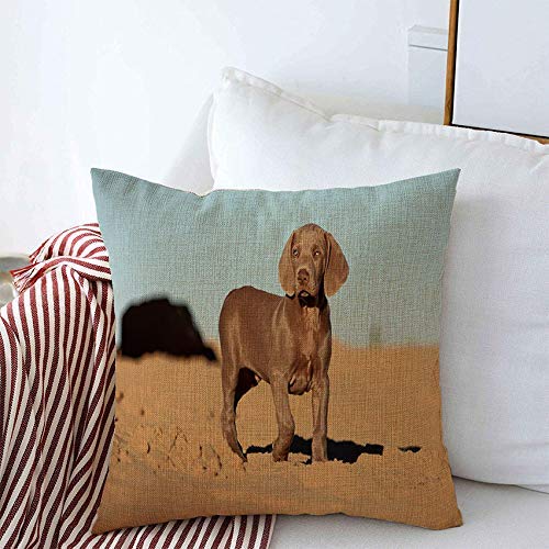 Fundas de Almohada Azul Lindo Recién Nacido Pura Raza Weimaraner Saltar Animales Vida Salvaje Parques para Perros Naturaleza Playa Cachorro Canino Fundas de Almohada Fundas de Almohada Azul Lindo Recién Nacido Pura Raza Weimaraner Saltar Animales Vida Salvaje Parques para Perros Naturaleza Playa Cachorro Canino Fundas de Almohada