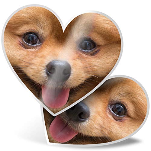 Impresionante 2 pegatinas de corazón de 7,5 cm – Bonitos cachorros Pomeranian animales divertidos calcomanías para portátiles, tabletas, equipaje, libros de chatarras, neveras, regalo genial #8660