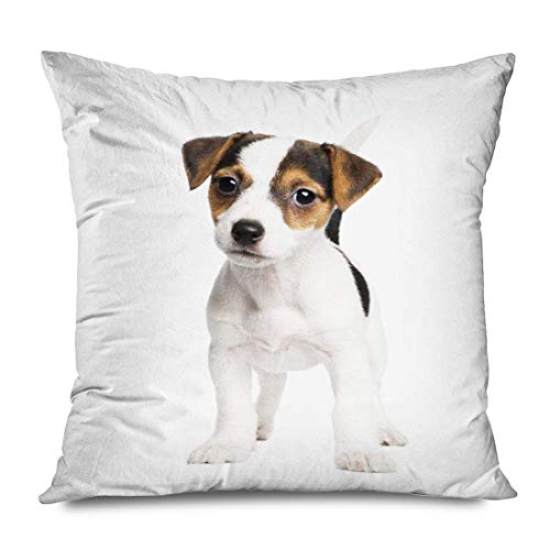 LXJ-CQ Funda de Almohada de Tiro Cuadrado 18x18 Cachorro Jack Russell Canino 8 semanas Transporte Frontal Animales de Raza Pura Fauna Pedigrí Funda de Almohada Blanca con Cremallera