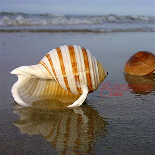 ZANGAO Shell Natural de Concha de Caracol del Acuario Acuario Decoración Rollo cría de los moluscos Shell Micro-Paisaje suculento de Tiesto (Color : Light Grey, Size : 9 10CM)
