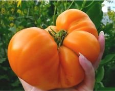 Amana naranja tomate! ÁCIDO BAJO! 20 semillas! COMBINADO S/H VER NUESTRO DOLOR!