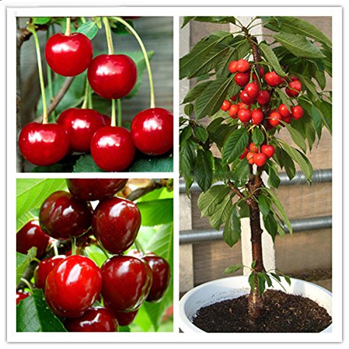 EgBert 20 Unids/Bag Cherry Seeds hogar de Frutas de Interior Bonsái de Cerezo Enano plantación de Semillas