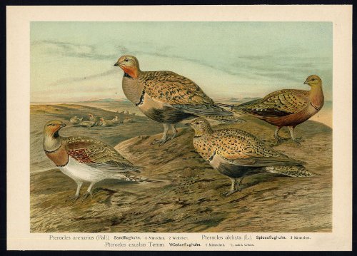 Pájaro antiguo ThePrintsCollector cruzerlite-transacciones comparables-Pin cola ratificará vientre---Tarde vii, 4-naumann-1896