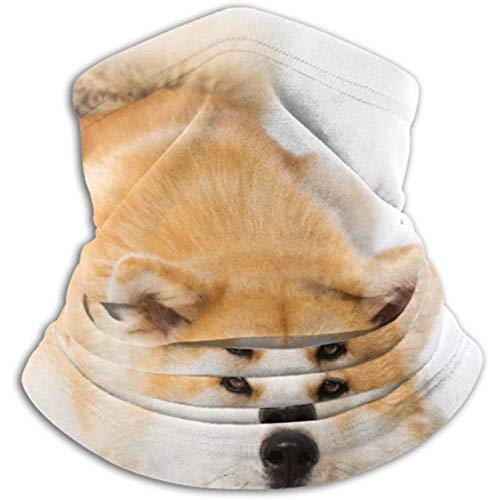 Perro Akita aislado en una bufanda blanca, una máscara facial completa o un sombrero, polaina para el cuello, máscara para el cuello, media máscara, máscara facial,