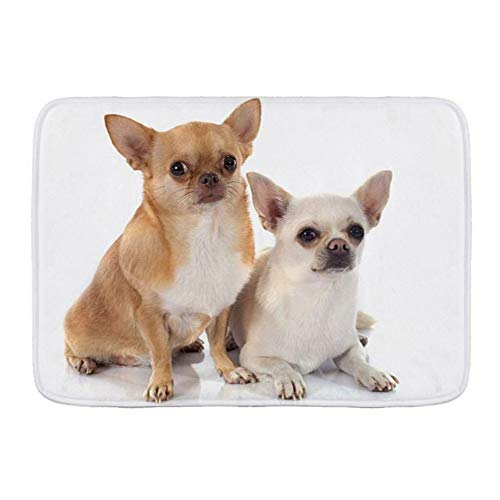 QIUTIANXIU Alfombra De Baño Cocina Mascota Alfombrilla,Chihuahua Pura Raza Pedigrí Cachorro Mascota Animales Perro Canino Vida Salvaje,De Baño Antideslizante,Microfibra Suave Cómoda Y Absorbente