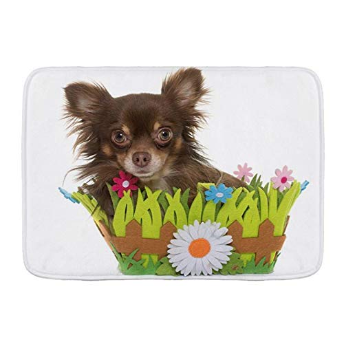 QIUTIANXIU Alfombra De Baño Cocina Mascota Alfombrilla,Joven de Pelo Largo Chihuahua Cachorro Perro de Raza Pura Caja Animales Flor Poco en la Vida Silvestre,De Baño Antideslizante,Microfibra Suave