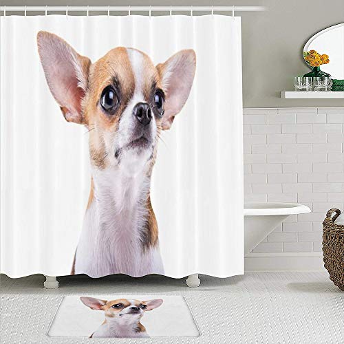 QYUESHANG Juegos de Cortinas de baño con alfombras Antideslizantes, Hermosa Chihuahua Perro Pedigree Shot Animal Elegante Canino Pet Wildlife Doggy,con 12 Ganchos