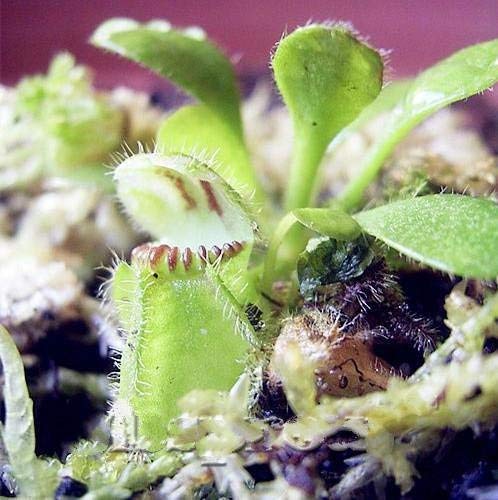 SwansGreen Green : 100PCS Cephalotus Giant Clip Venus Fly trap Seeds Insectivorous Garden Plant Seed Bonsai Family Potted