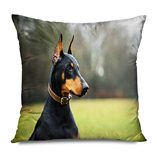 Doberman pura raza 【 ANUNCIOS Noviembre 】 | Clasf