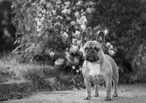 Bulldog Francés #13 Negro y Blanco Póster Animal Imagen Dulce Perro Precioso Mascotas Foto Niños Dormitorio Obras de Arte Lindo Pared Decoración Reimpresión Gráfico
