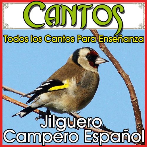 Cantos, Todos los Cantos Para Enseñanza. Jilguero Campero Español