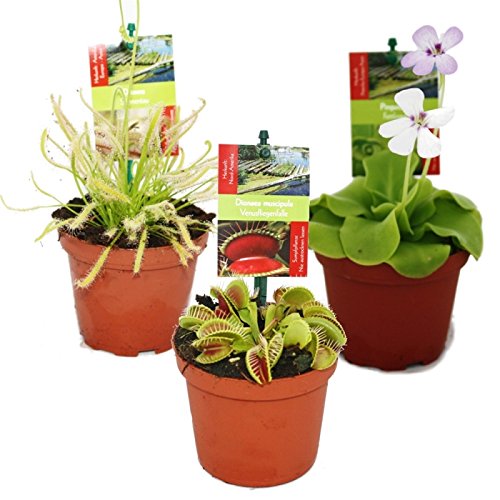 Dionaea + Nepenthes + drosera+ pinguicula + 4 plantas carnívoras