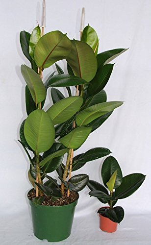 Ficus Robusta (70 - 90 cm (2 varas)) - Planta viva de interior