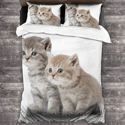 SXCVD 3 Piezas Juego Funda De Diseño Personalizado,Dos Gatitos británicos de Pelo Corto de Cinco semanas de Edad,Ropa de Cama Set 1 Edredón 2 Fundas de Almohada Microfibra jueg(200 * 200cm)