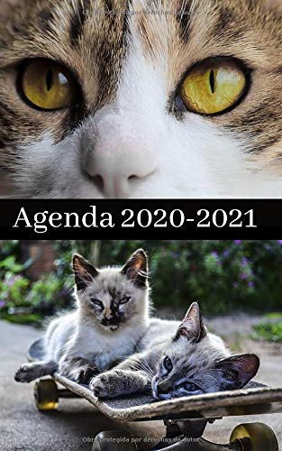 AGENDA 300 páginas 2020 2021 / Portada : Fotos de GATOS y GATITOS LINDOS