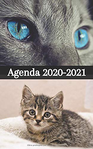 Agenda ESCOLAR 2020 2021 / 300 páginas / Portada : GATOS LINDOS