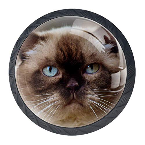 BestIdeas Pomos Redondos para cajones, 4 Unidades, para Cocina, tocador, Puerta, Armario, Color Negro, Unhappy British Shorthair, 3.5×2.8CM/1.38×1.10IN