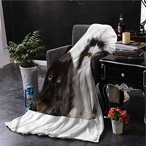 Gatito Manta Impresa de Grado Comercial Gato Persa Pareja de Pura Raza Gatito Manta Impresa de Grado Comercial Gato Persa Pareja de Pura Raza