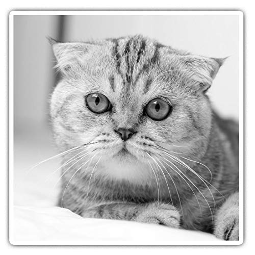 Impresionantes pegatinas cuadradas (juego de 2) 10 cm BW – Scotish Fold Cat Kitten divertidos adhesivos para portátiles, tabletas, equipaje, reserva de chatarras, neveras, regalo fresco #39440