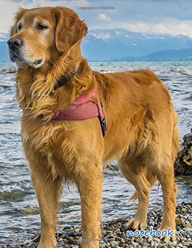 notebook: 8.5x11 cute lined journal notebook | cool notebook paper with page numbers and date | lined notebook college ruled | beautiful lined ... lake constance golden retriever beach winter