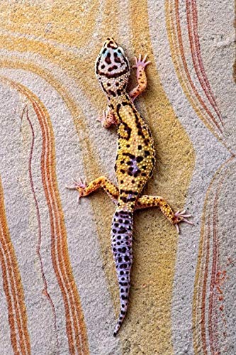Rompecabezas rompecabezas de madera Gecko leopardo Regalo de juguete educativo de descompresión adulto infantil