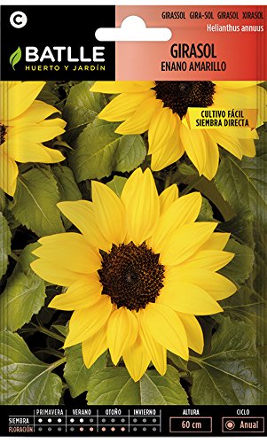 Semillas de Flores - Girasol enano amarillo - Batlle Semillas de Flores - Girasol enano amarillo - Batlle