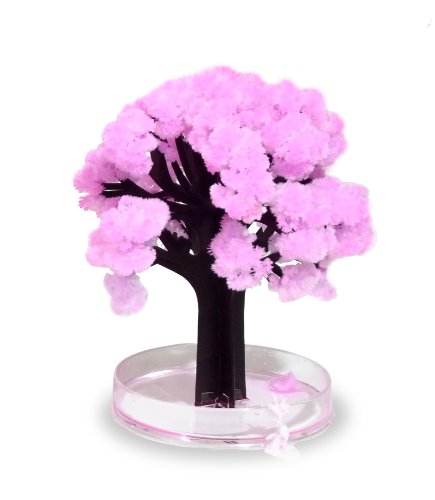Thumbs Up! Magic Sakura El Asombroso árbol en Miniatura, Rosa
