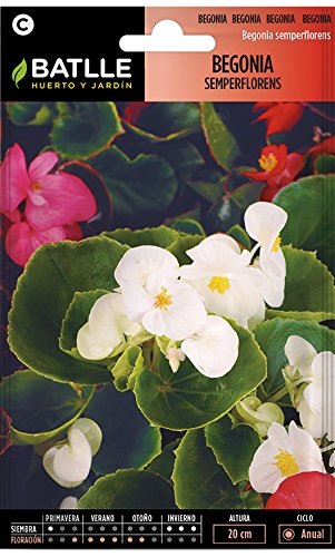 Semillas de Flores - Begonia Semperflorens variada - Batlle