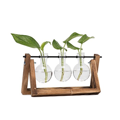 Hyindoor Florero de Vidrio para Planta Hidropónica Florero de Bulbos de 3 Jarrones de Bombilla Cristal con Soporte de Madera de Escritorio Hyindoor Florero de Vidrio para Planta Hidropónica Florero de Bulbos de 3 Jarrones de Bombilla Cristal con Soporte de Madera de Escritorio