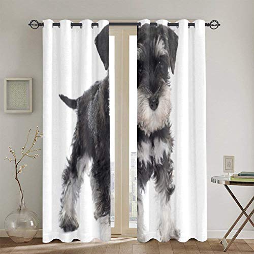 LINARUBE Cortinas Punch,Schnauzer Miniatura Cachorro Negro En Frente De Las Cortinas De La Ventana del Dormitorio De La Sala De Estar Juego De 2 Paneles,104 WX 72 L Pulgadas