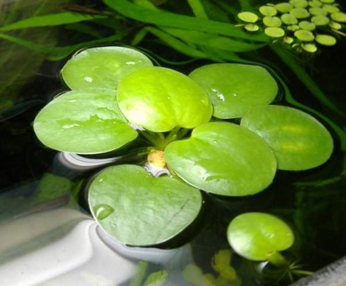 6 Plantas flotantes vivas para acuario, tamaño mediano (Limnobium laevigatum)