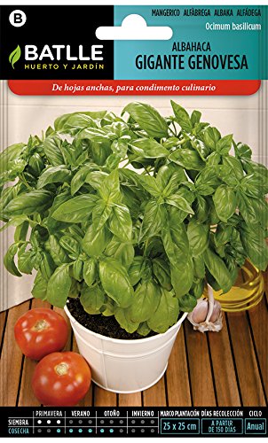 Semillas Aromáticas - Albahaca Gigante Genovesa - Batlle Semillas Aromáticas - Albahaca Gigante Genovesa - Batlle