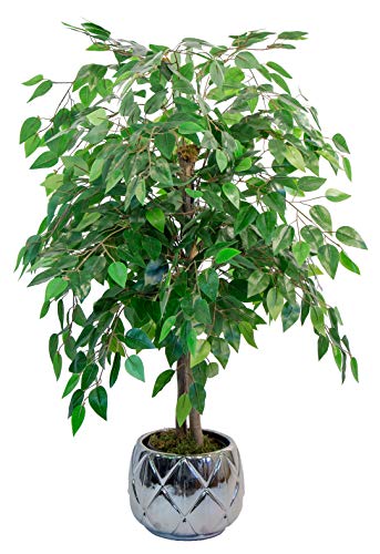 Maia Shop Ficus Troncos Naturales, Elaborados con los Mejores Materiales, Ideal para Decoración de hogar, Árbol, Planta Artificial (105 cm), Mixtos Maia Shop Ficus Troncos Naturales, Elaborados con los Mejores Materiales, Ideal para Decoración de hogar, Árbol, Planta Artificial (105 cm), Mixtos