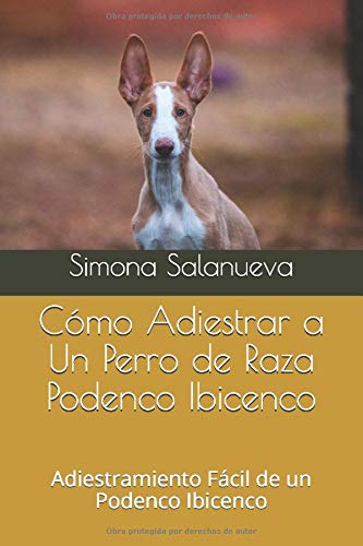 Cómo Adiestrar a Un Perro de Raza Podenco Ibicenco: Adiestramiento Fácil de un Podenco Ibicenco