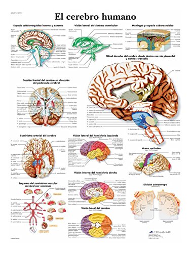 3B Scientific 4006871 VR3615UU Póster Anatómico, el Cerebro Humano