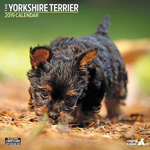Imán y calendario 2019 de acero 9082"Yorkshire Terrier Traditional"