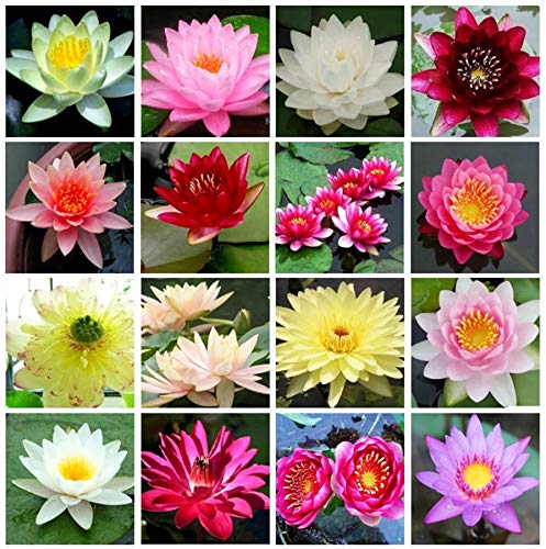 Semillas de loto Bonsai Bowl, 30 piezas de semillas de plantas de flores de lirio de agua, patio ornamental, los mejores colores mezclados viables, semillas de características
