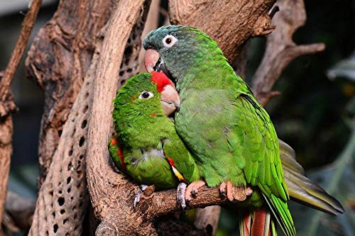 Agapornis lindos del loro verde,rompecabezas de madera verde para adultos/rompecabezas para adultos/puzzle 1500 piezas