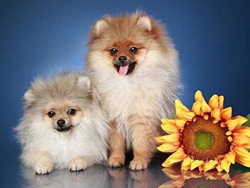 DIY Pintura al óleo por números Kits Girasol dos cachorros pomerania Lienzo Regalo para adultos Niños Cumpleaños Boda nuevo alojamiento o decoraciones navideñas